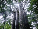 whangarei (57)